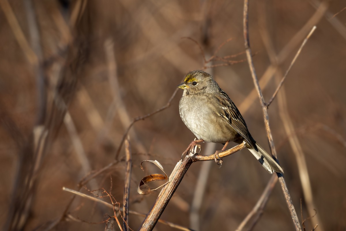 Golden-crowned Sparrow - Jason Dain