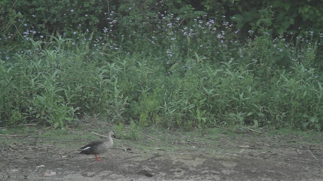 Indian Spot-billed Duck - ML515673