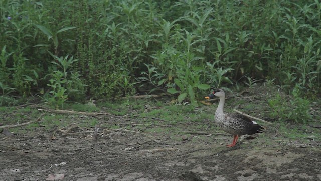 Indian Spot-billed Duck - ML515674