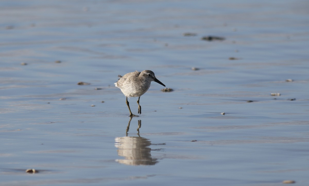 Red Knot - ML515676451