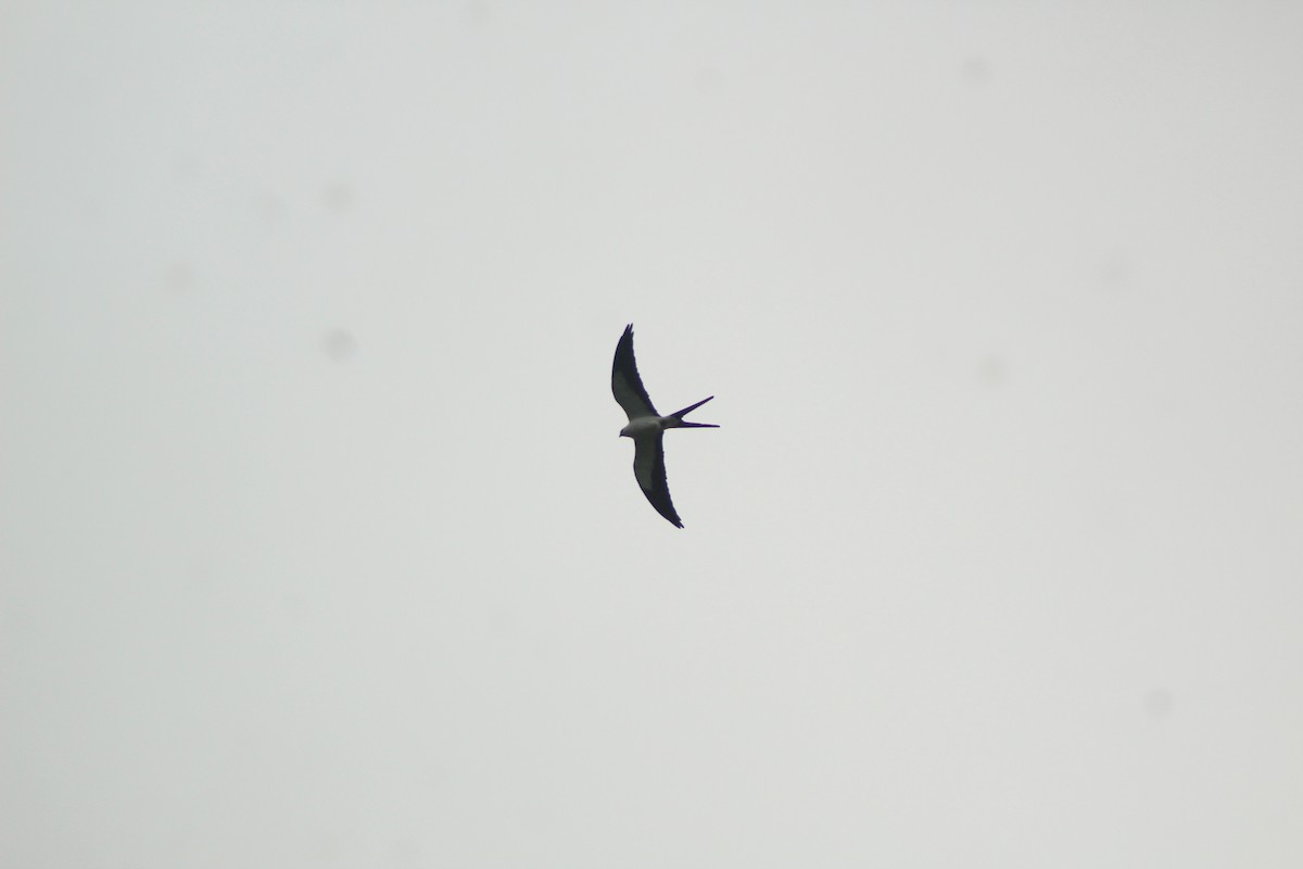 Swallow-tailed Kite - ML515679681