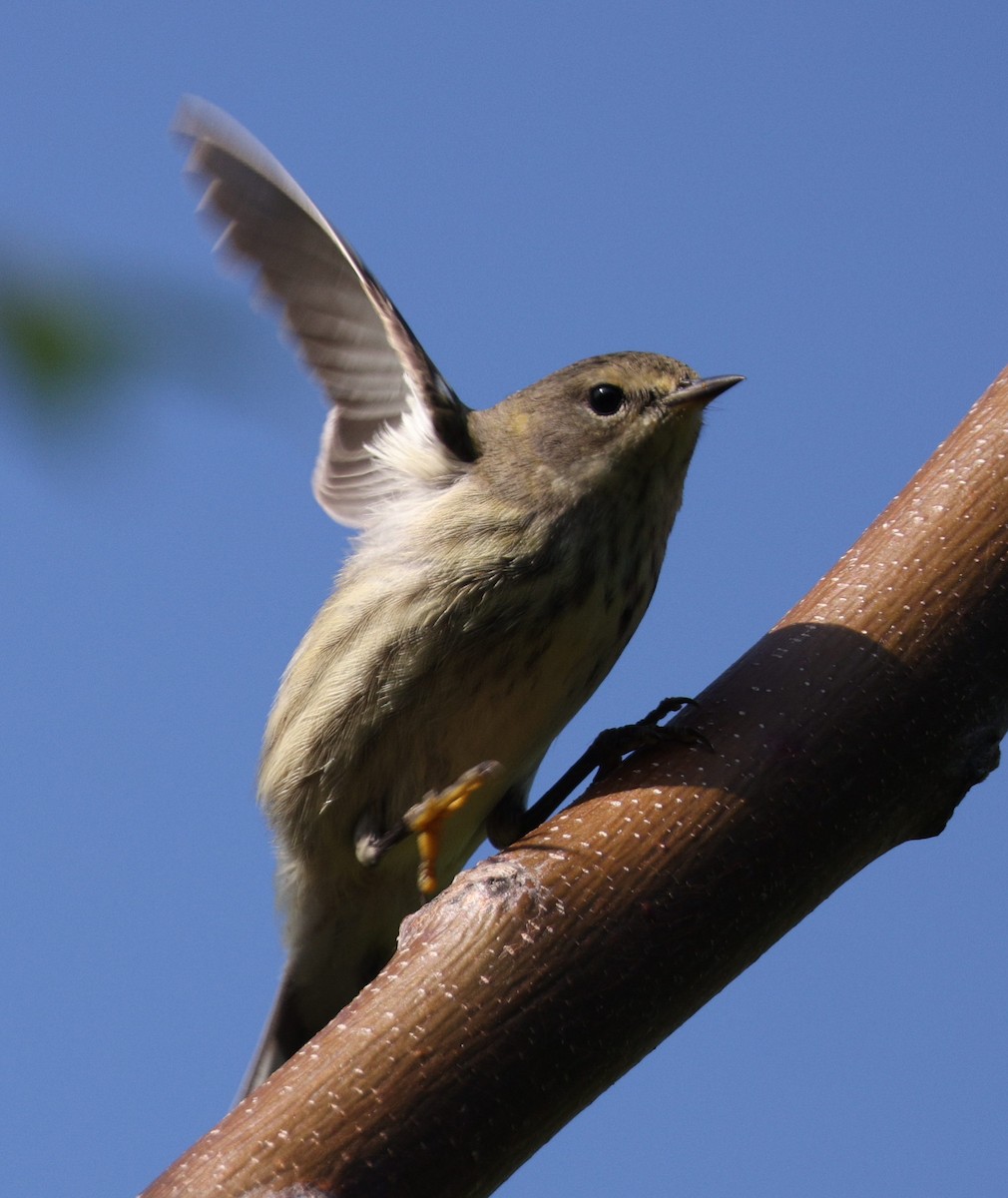 Cape May Warbler - ML515683071