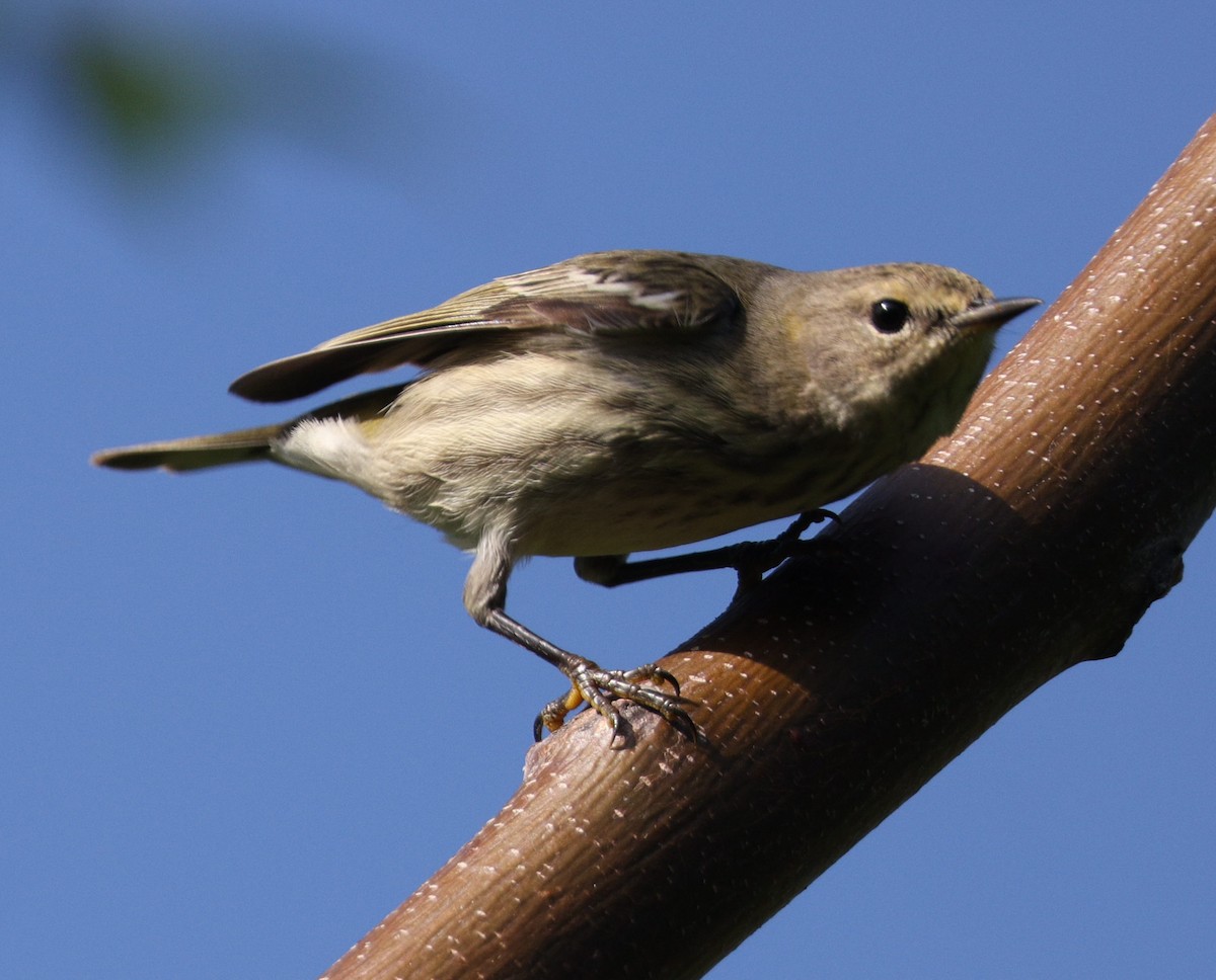 Cape May Warbler - ML515683081