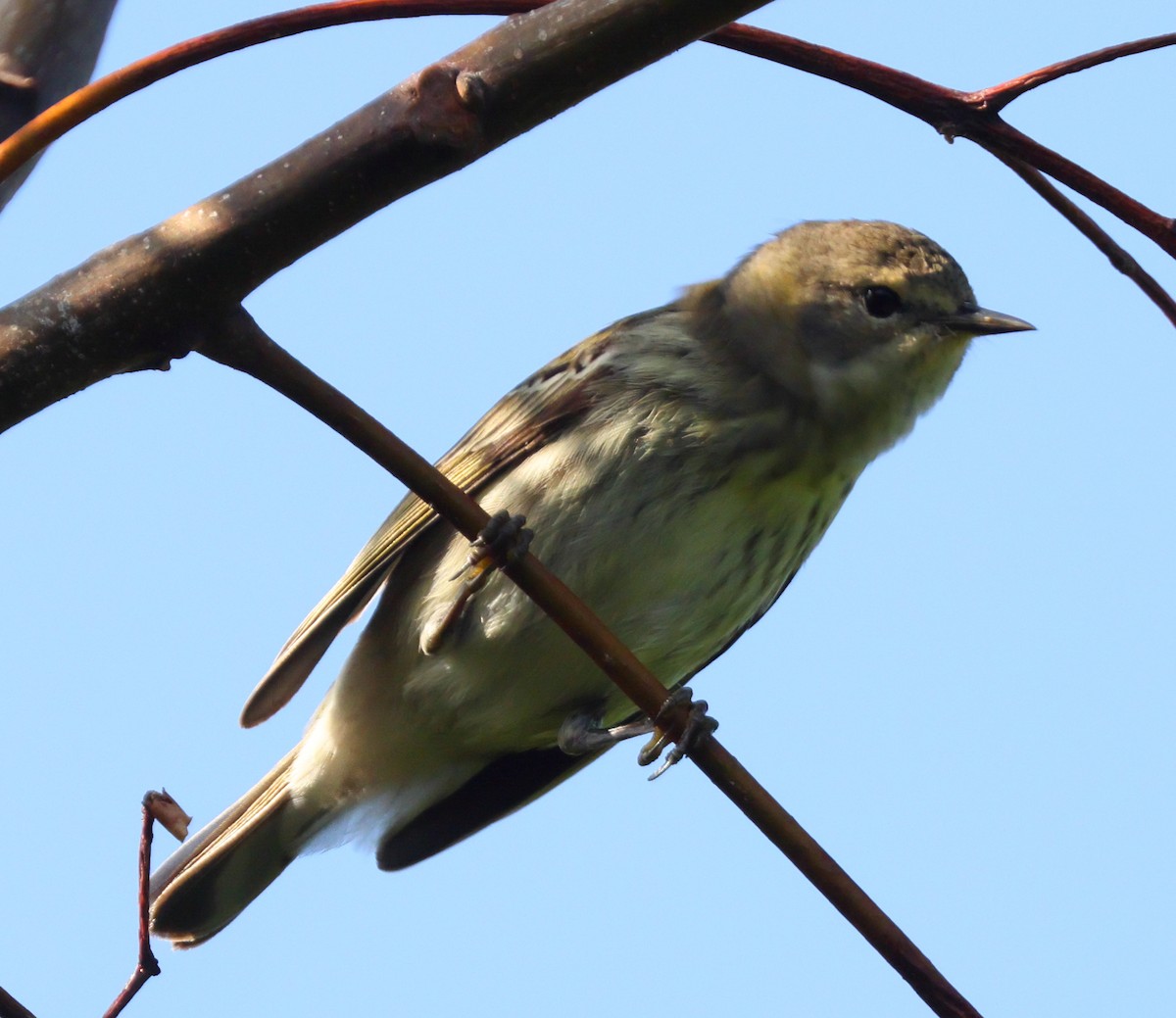 Cape May Warbler - ML515683091