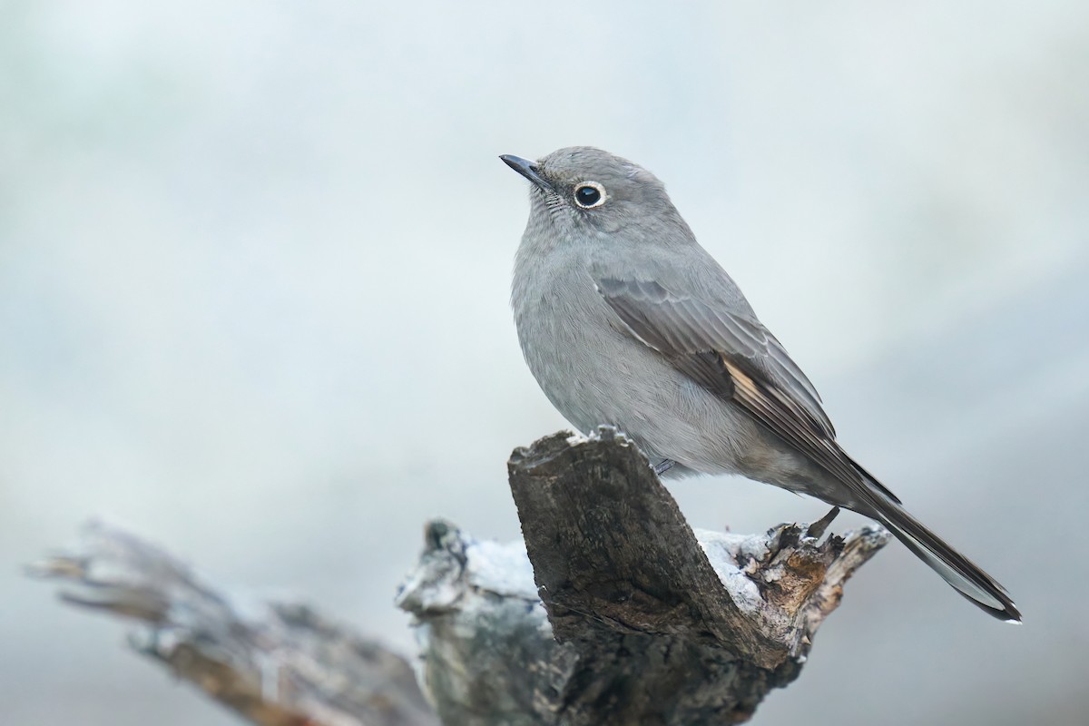 Townsend's Solitaire - ML515683801