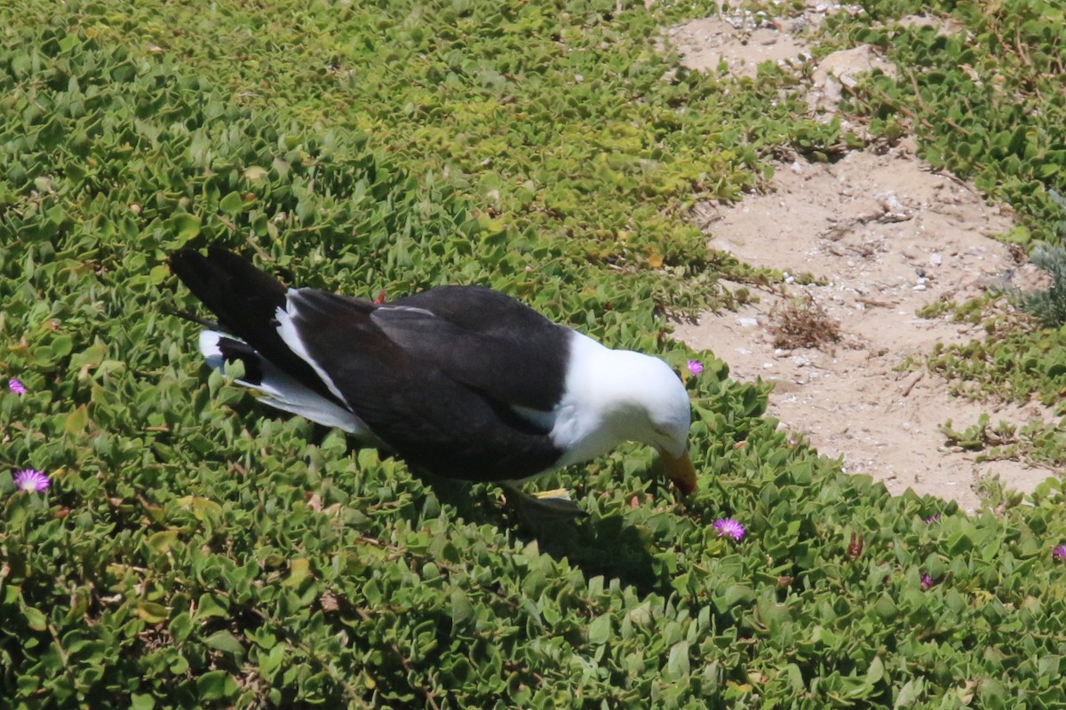 Pacific Gull - Leith Woodall