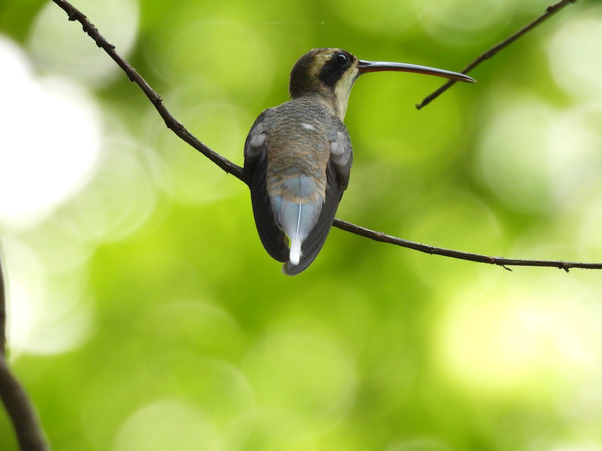 kolibřík světlebřichý - ML515686111