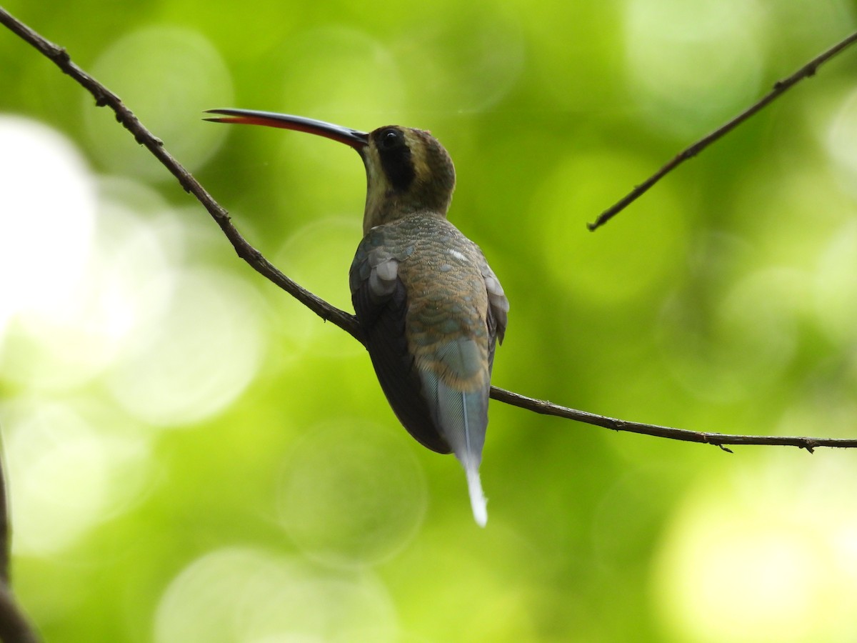 kolibřík světlebřichý - ML515686121