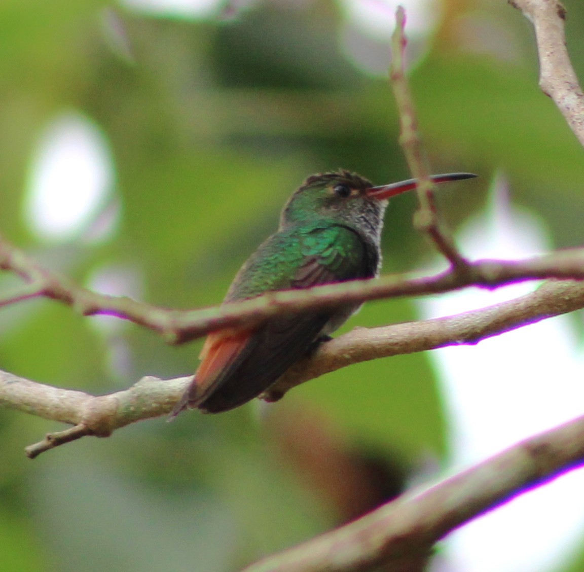 Rufous-tailed Hummingbird - ML51568651