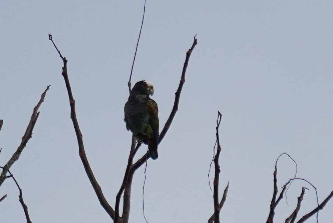 White-crowned Parrot - ML515691891