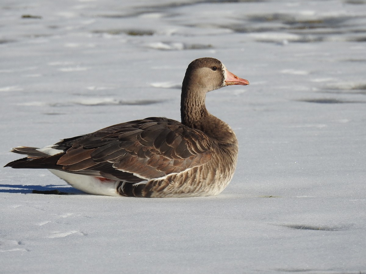 Greater White-fronted Goose - ML515692351
