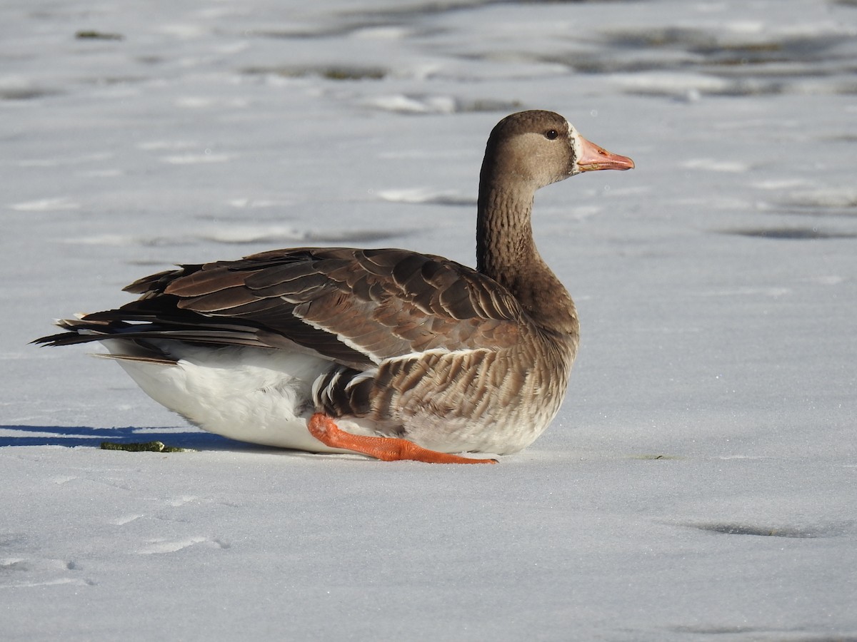 Greater White-fronted Goose - ML515692451