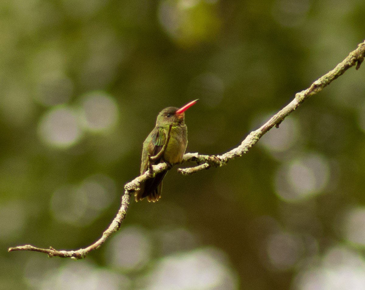 Gilded Hummingbird - ML515704441