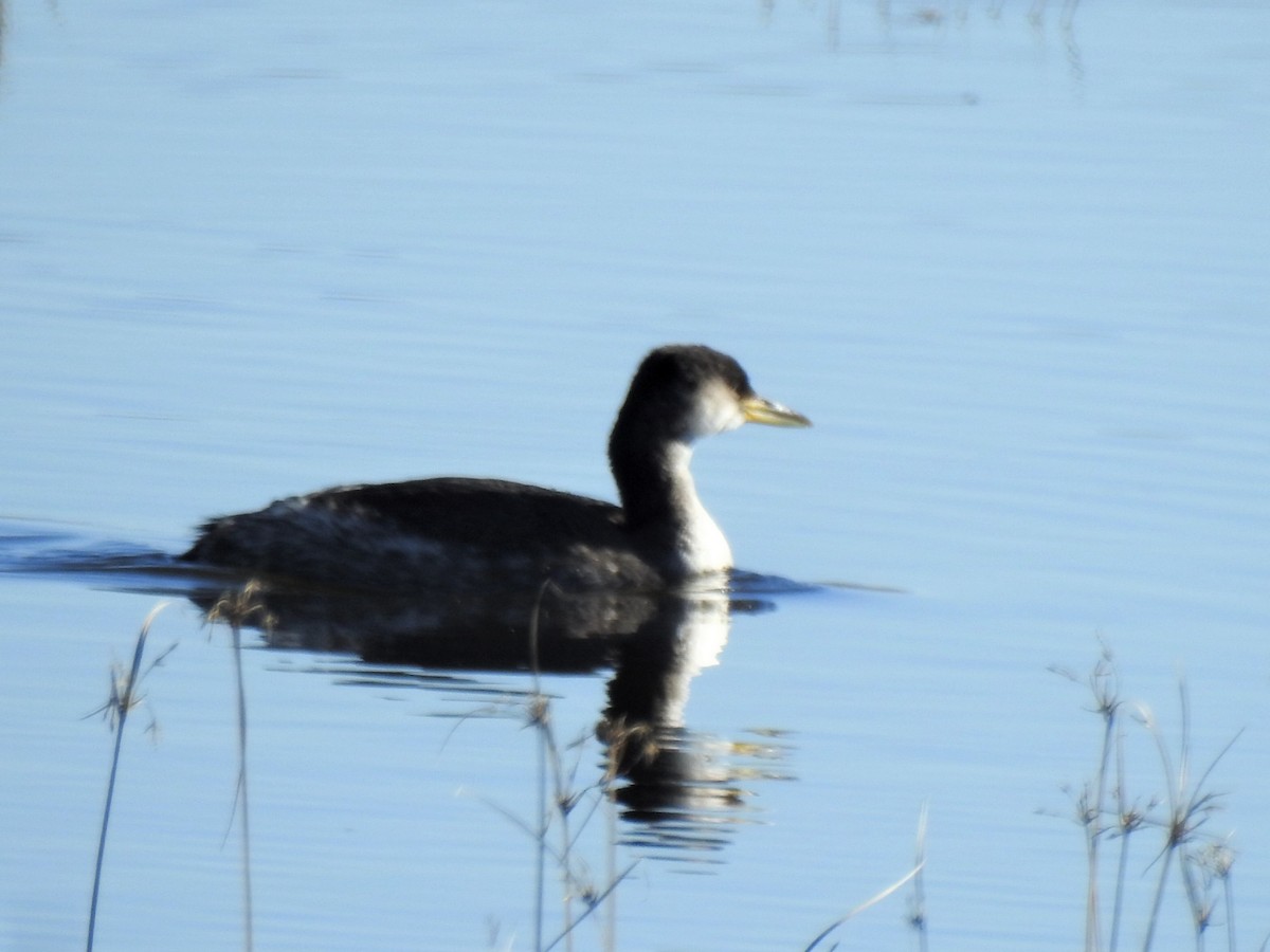Red-necked Grebe - ML515715961