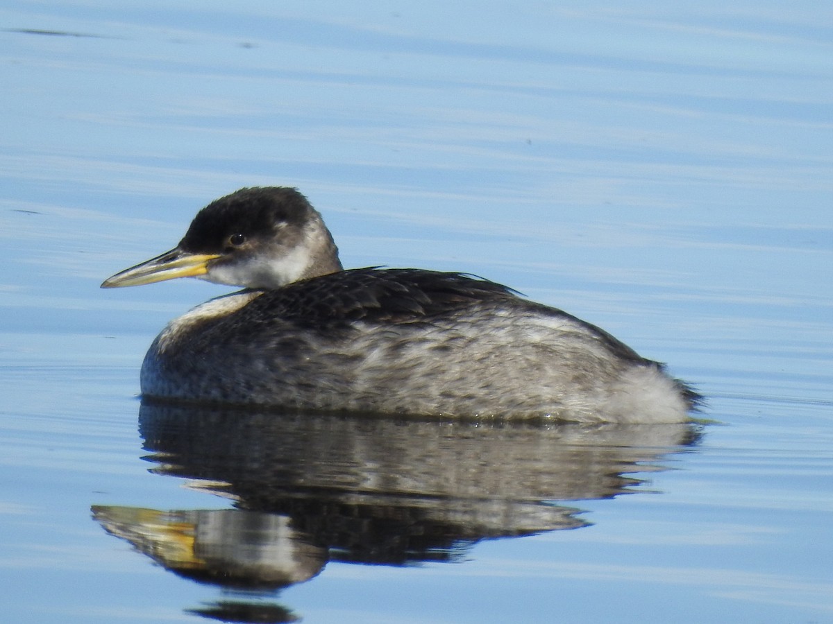 Red-necked Grebe - ML515715971