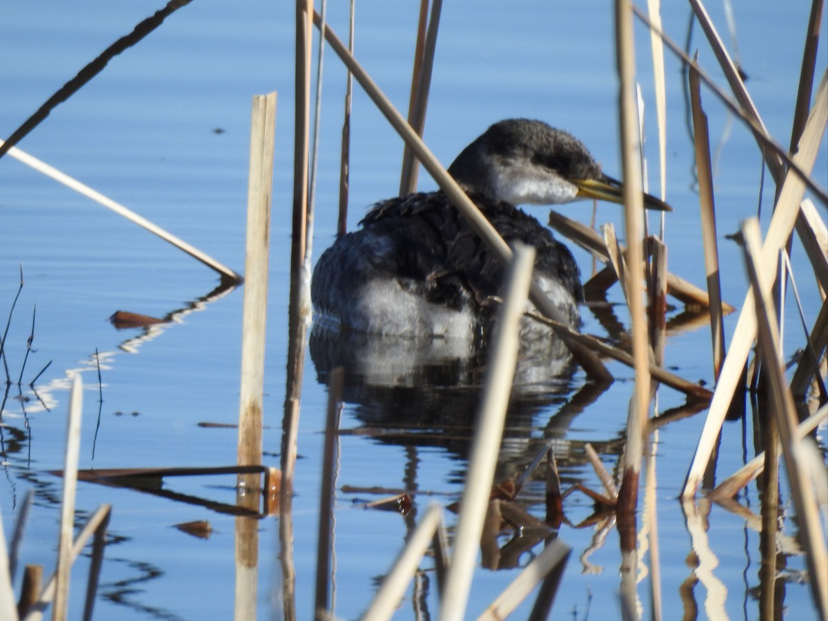 Red-necked Grebe - ML515715981