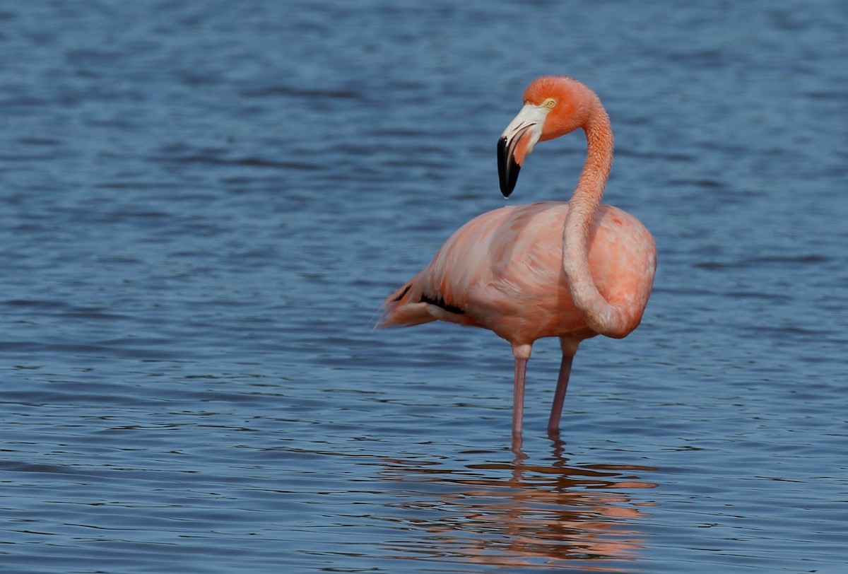 American Flamingo - Timo Mitzen