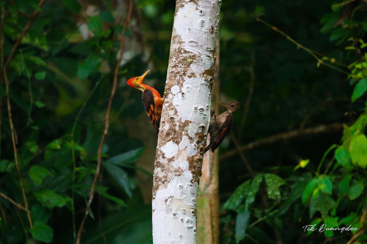 Orange-backed Woodpecker - ML515717771