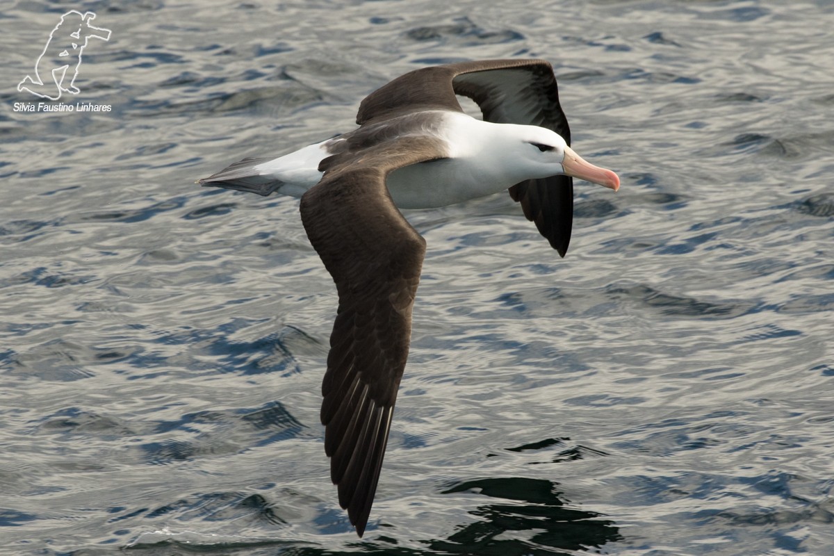 Kara Kaşlı Albatros - ML51572771