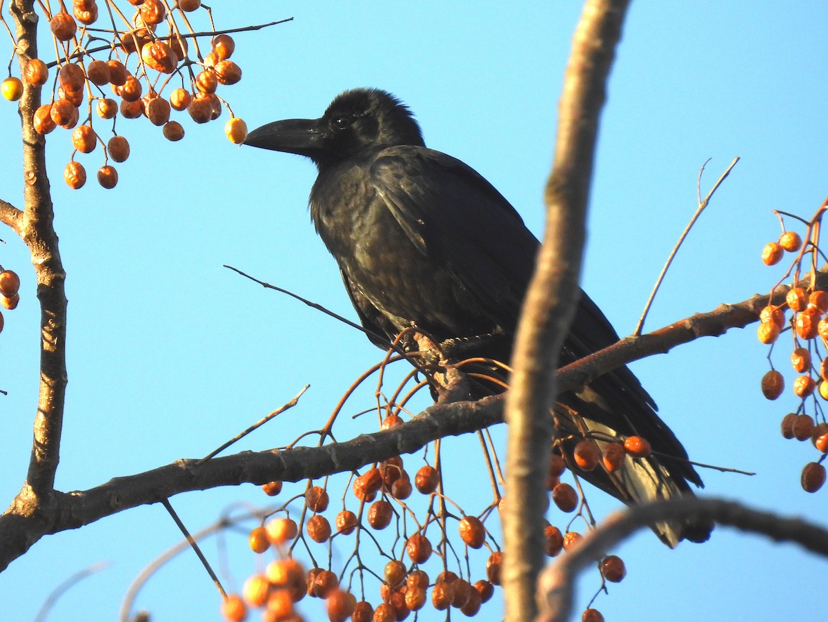 Large-billed Crow - ML515728541
