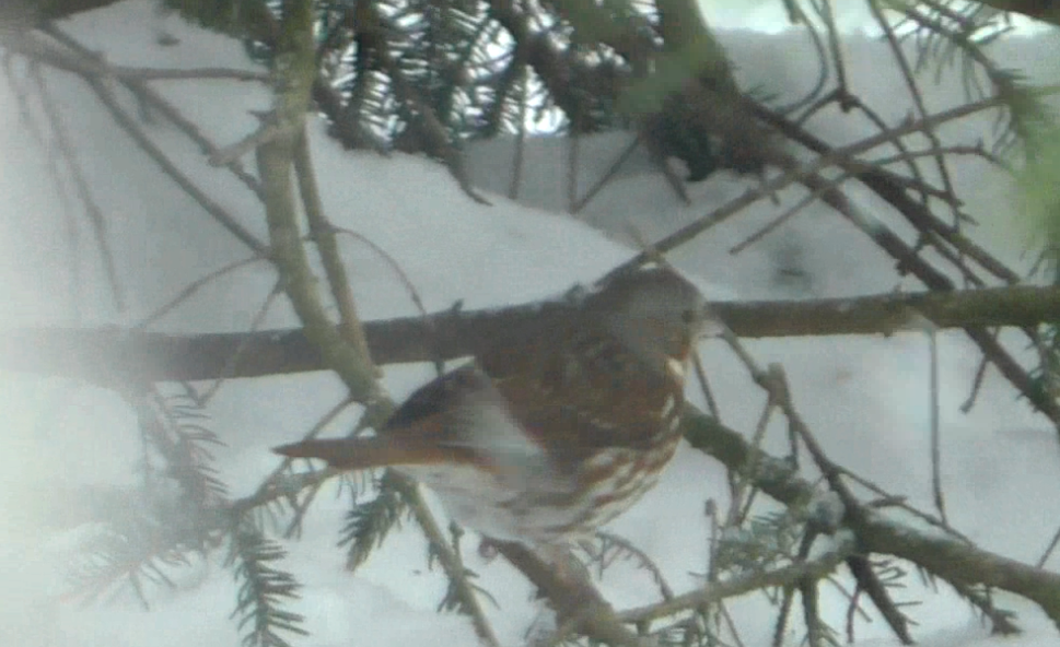 Fox Sparrow (Red) - ML51572971
