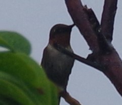 Ruby-throated Hummingbird - ML515731981