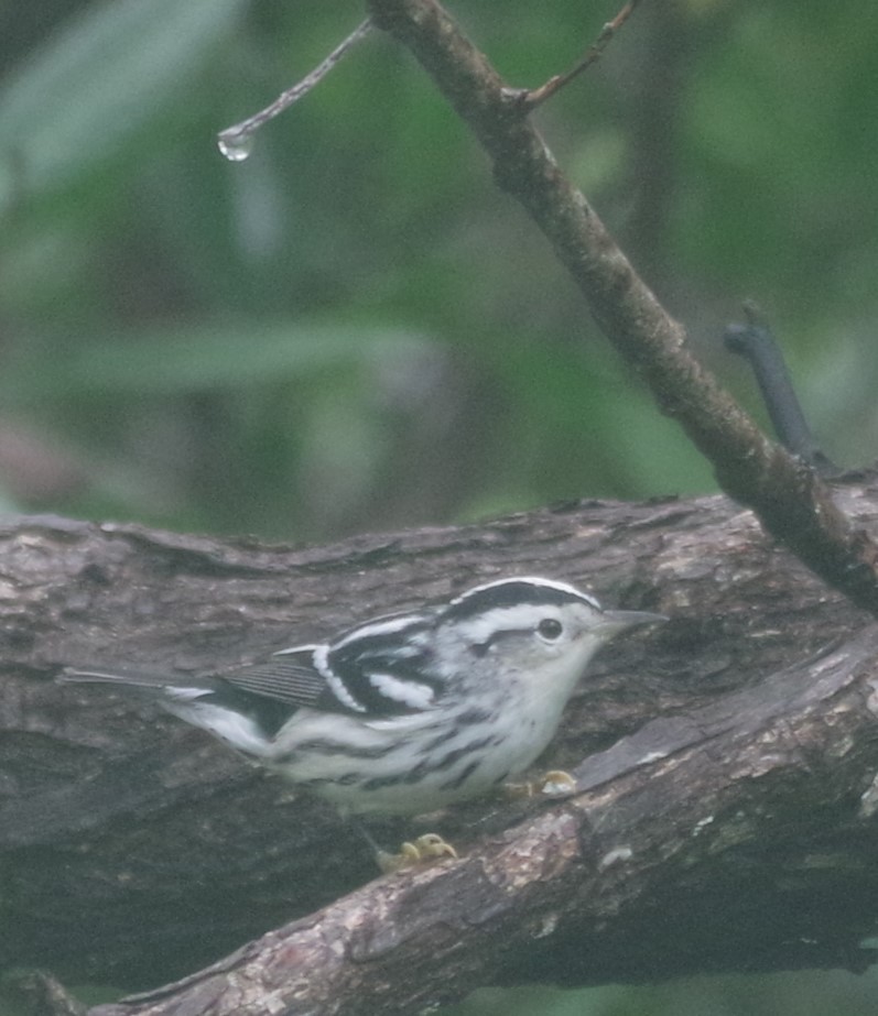 Black-and-white Warbler - ML515732131