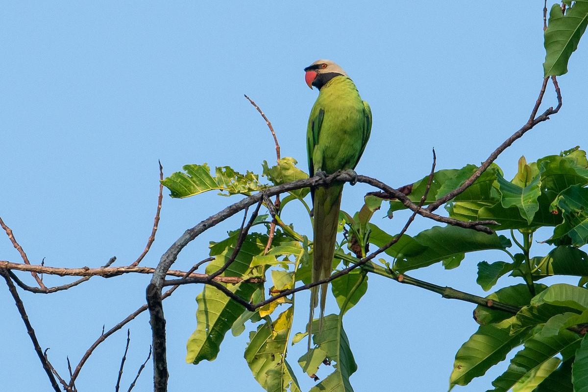 Nikobar Yeşil Papağanı - ML515737141