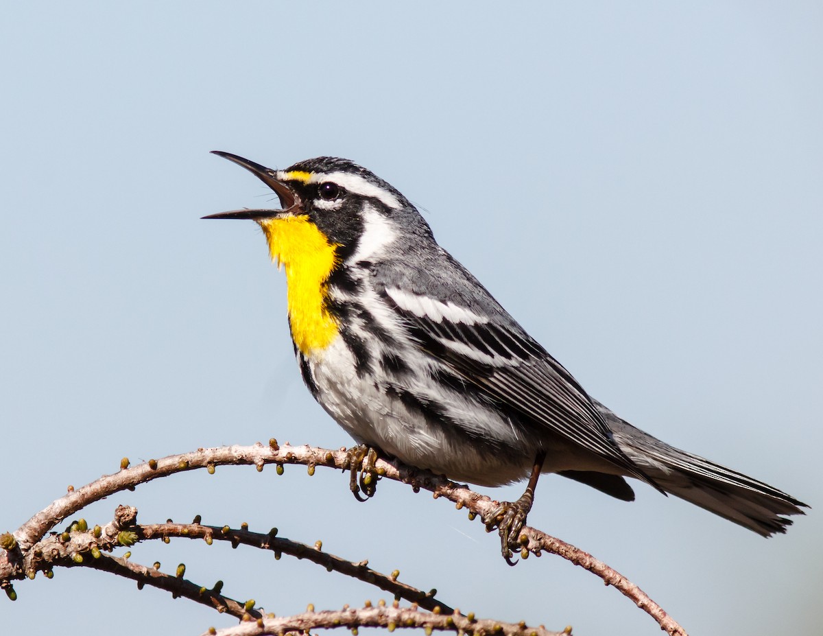 Yellow-throated Warbler - Donald Thompson