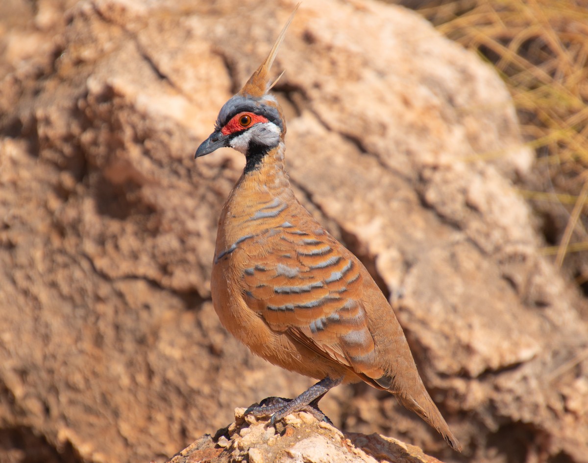 Spinifex Pigeon (Rufous-bellied) - ML515740091
