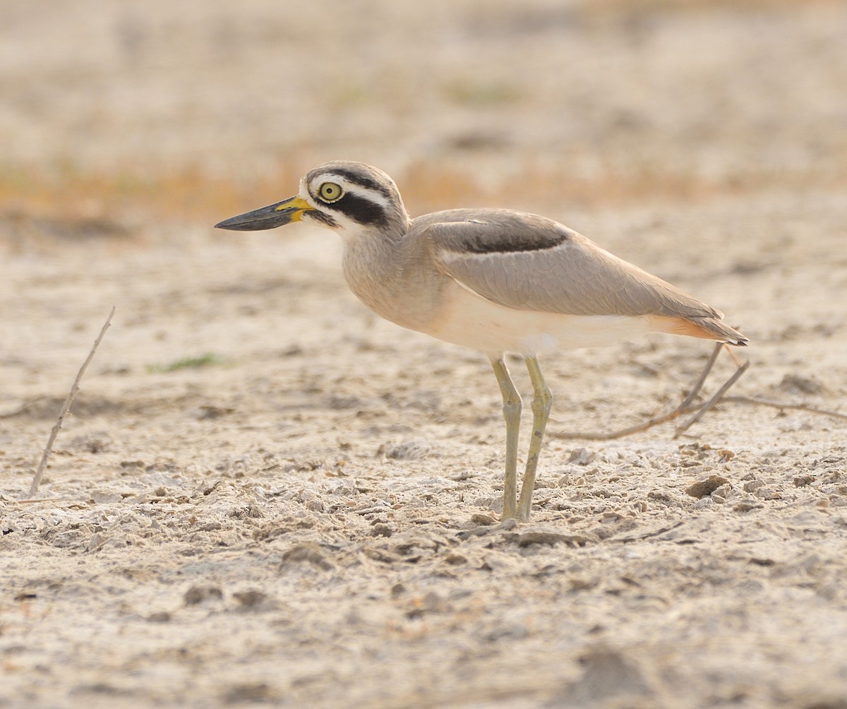 Great Thick-knee - ML515740651