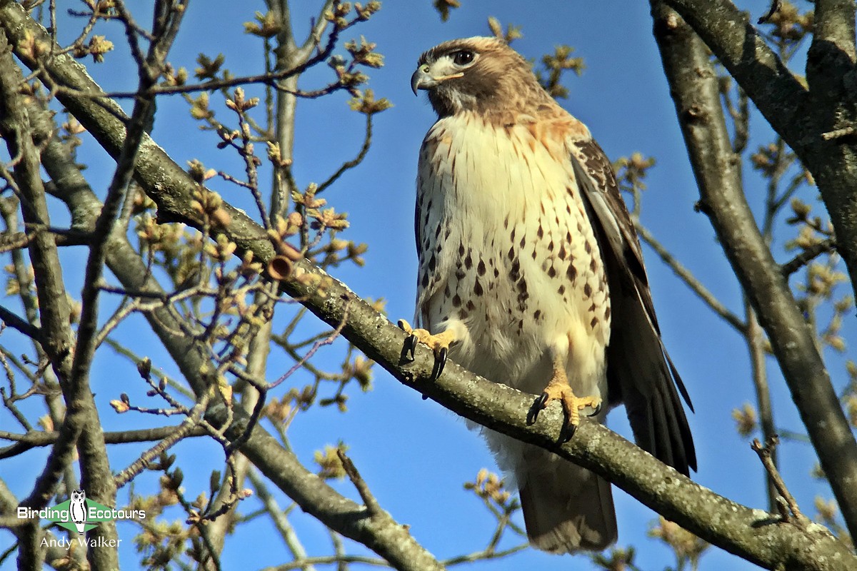 Red-tailed Hawk - ML515741931