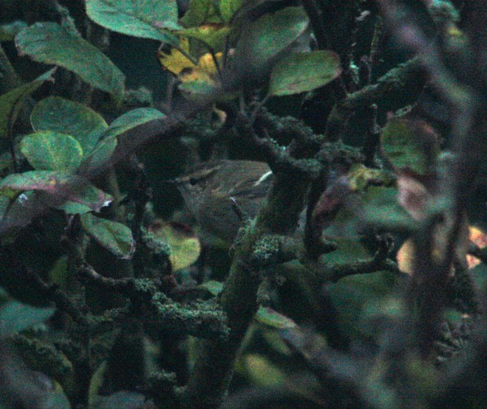 Hume's Warbler - ML515743651