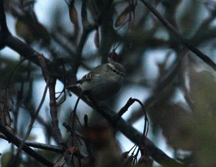 Hume's Warbler - ML515743671