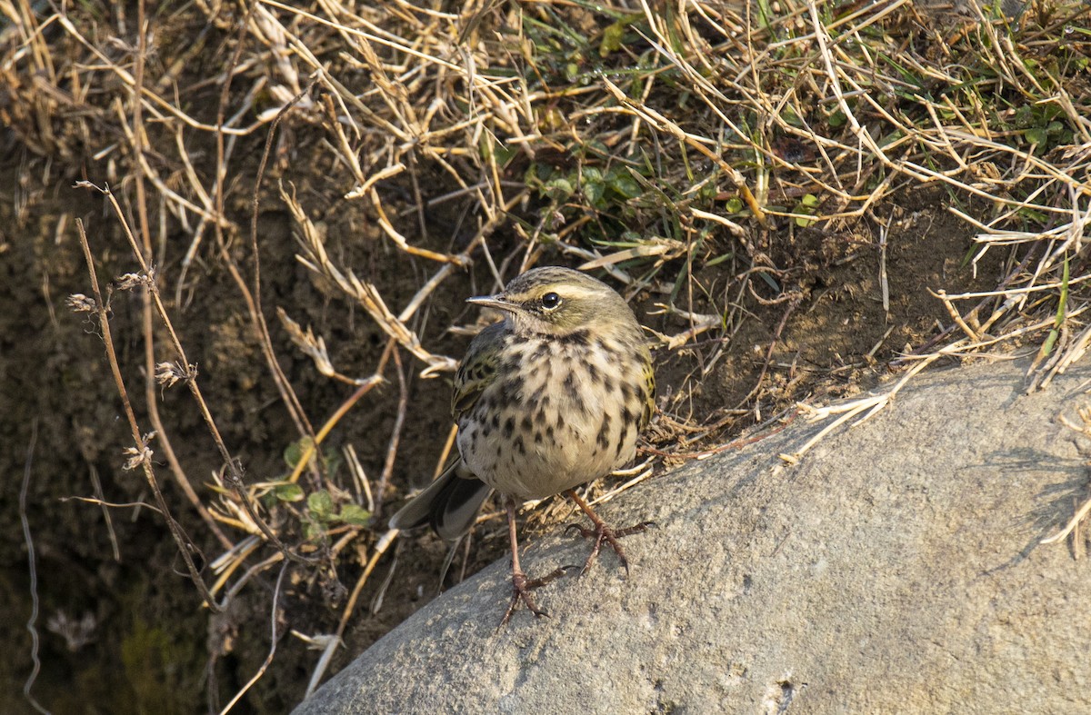 Rosy Pipit - ML515752471