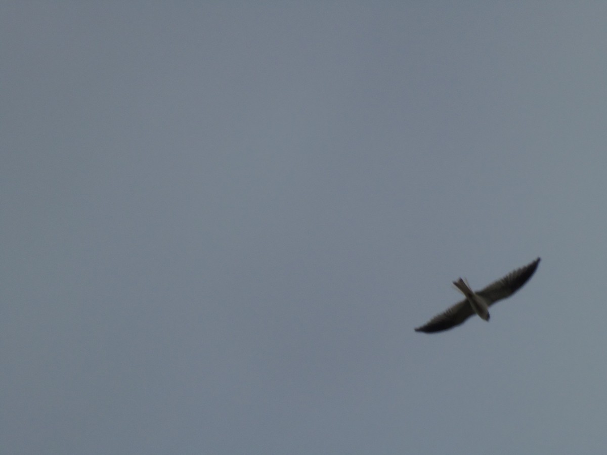 White-tailed Kite - ML515761301