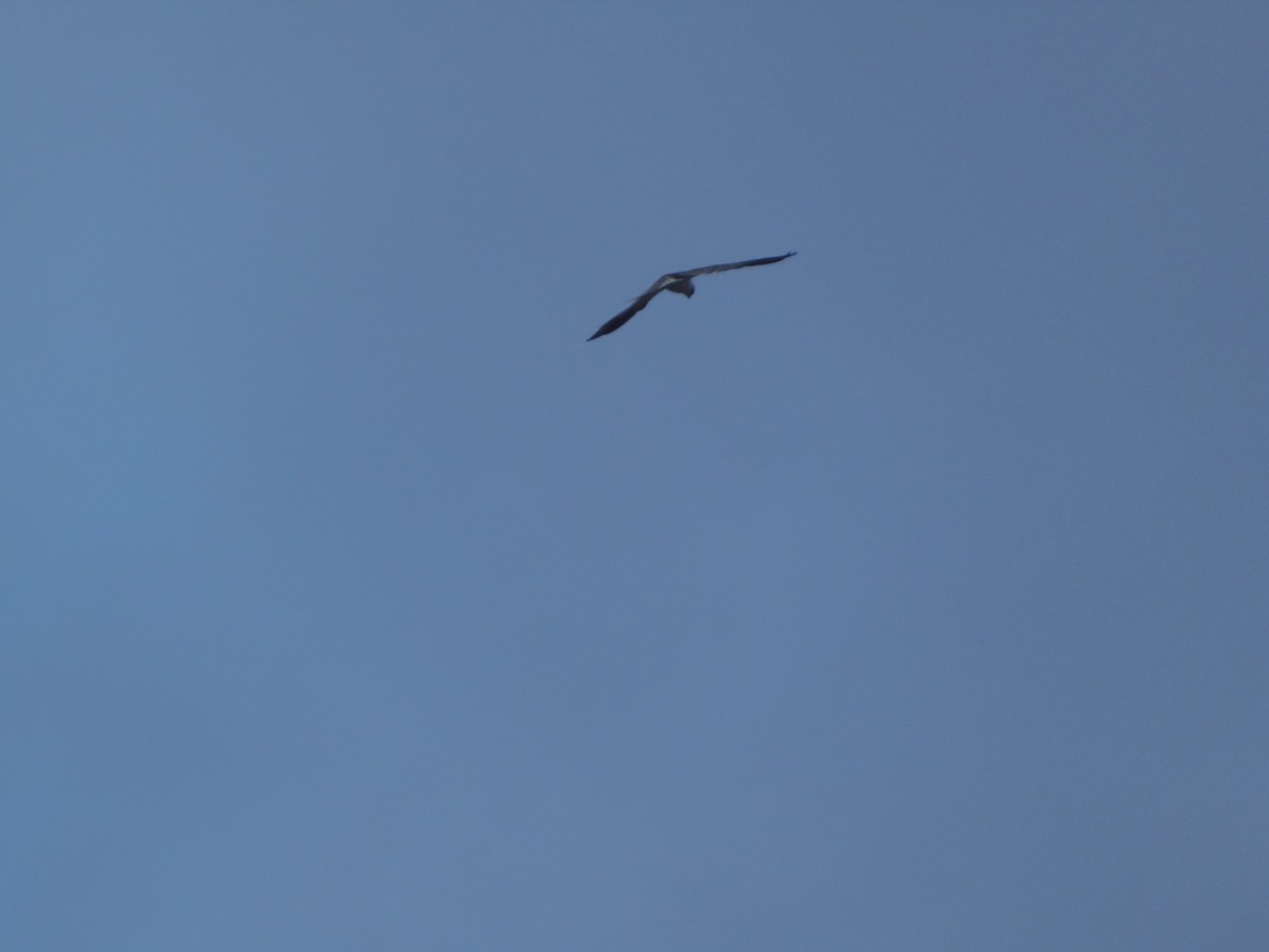 White-tailed Kite - ML515761311