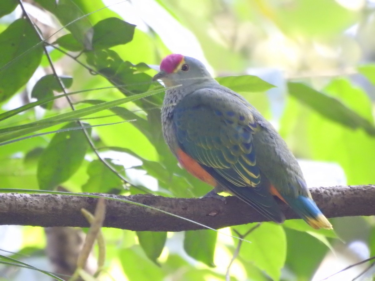 Rose-crowned Fruit-Dove - ML515762501