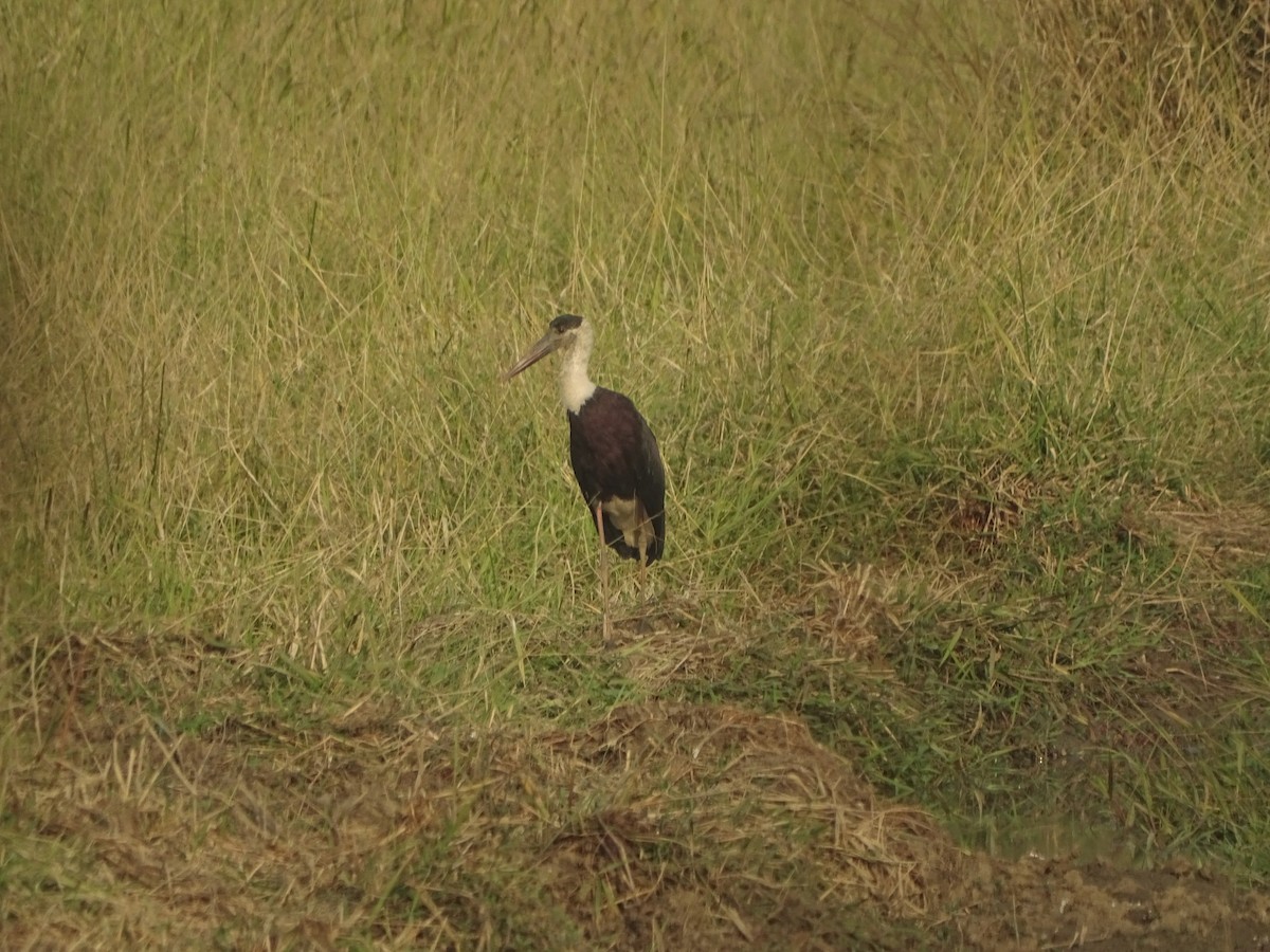 Asian Woolly-necked Stork - ML515763221