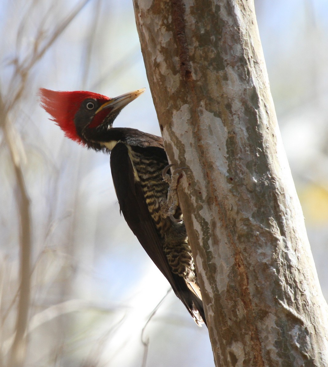 Lineated Woodpecker - Matthew Grube