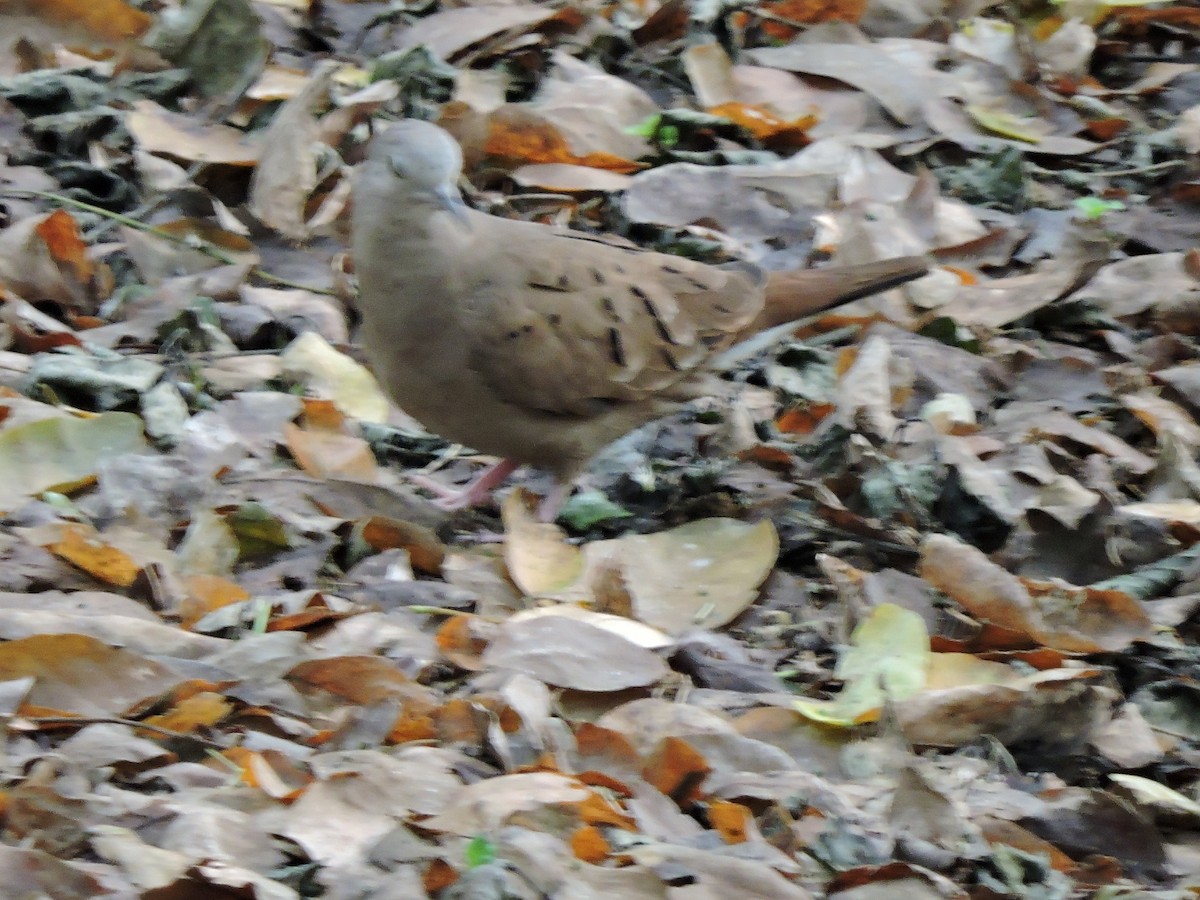 Plain-breasted Ground Dove - Adony Aleman
