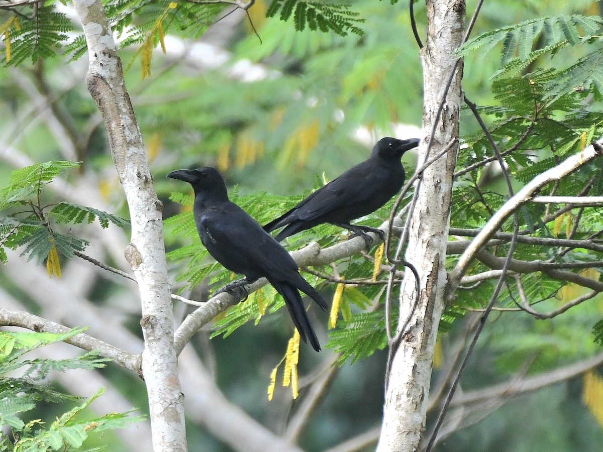 Large-billed Crow - Ian Gardner