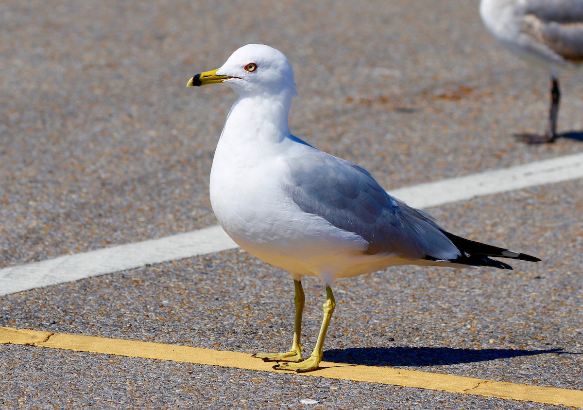 Ring-billed Gull - Holly Cox