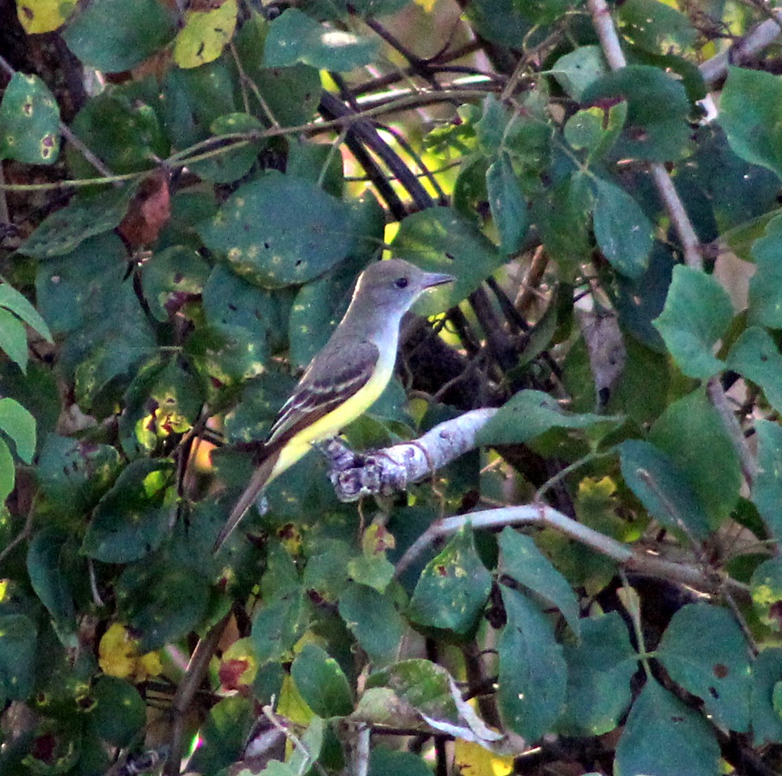 Great Crested Flycatcher - ML51577081