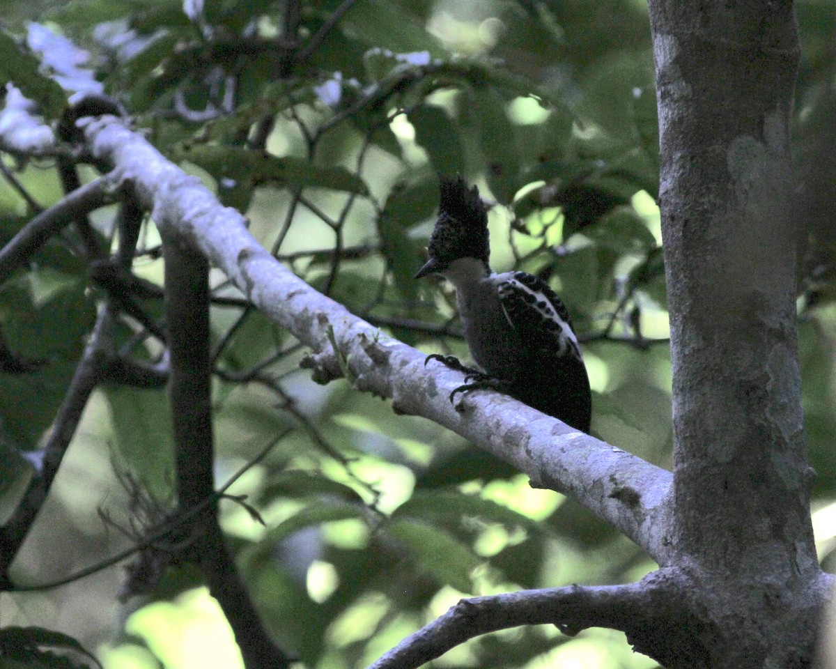 Heart-spotted Woodpecker - Sam Shaw