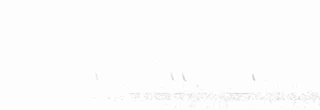 White Wagtail - ML515782391