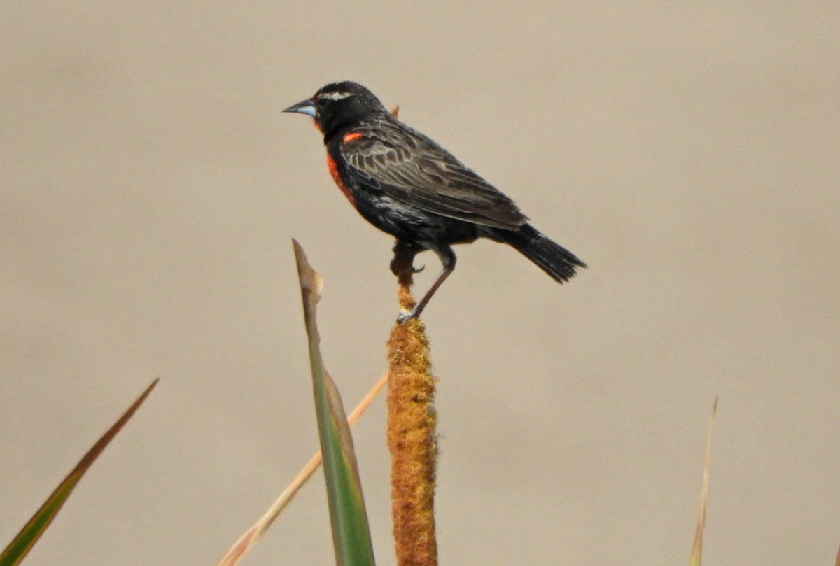 Peruvian Meadowlark - Ray Wershler