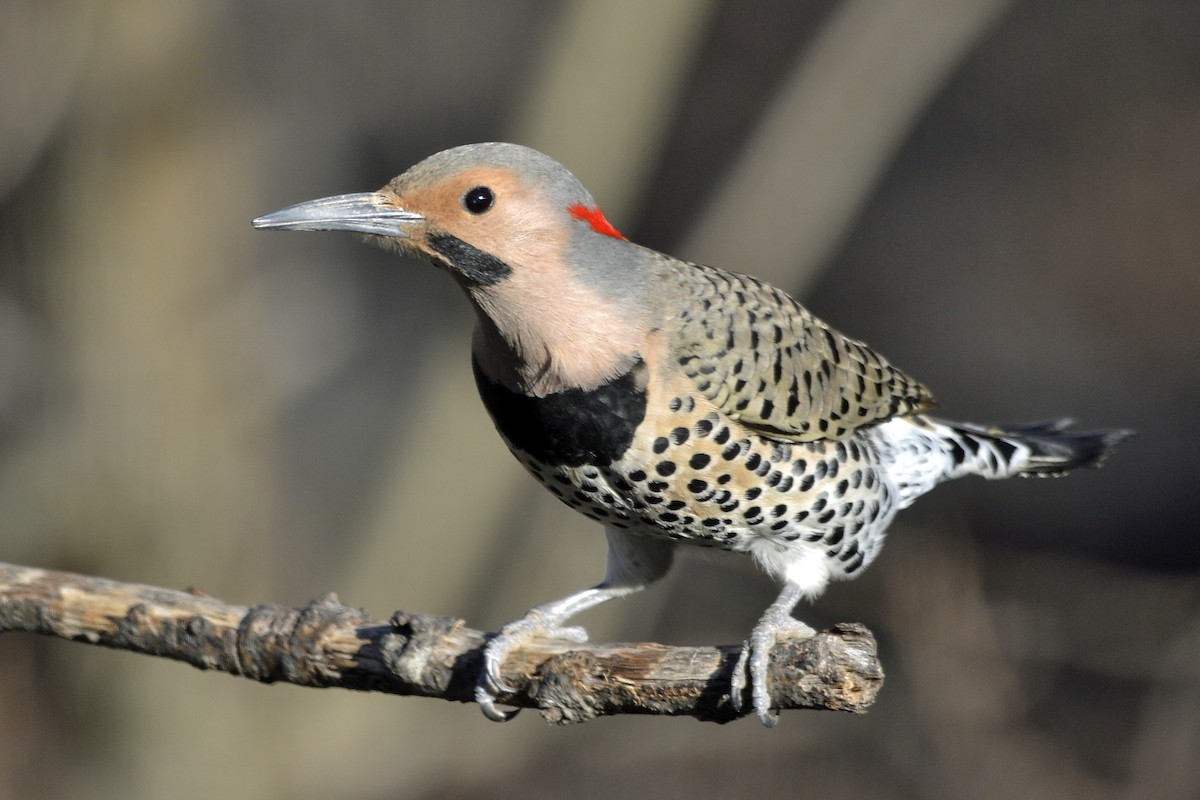 Northern Flicker (Yellow-shafted) - ML51579431