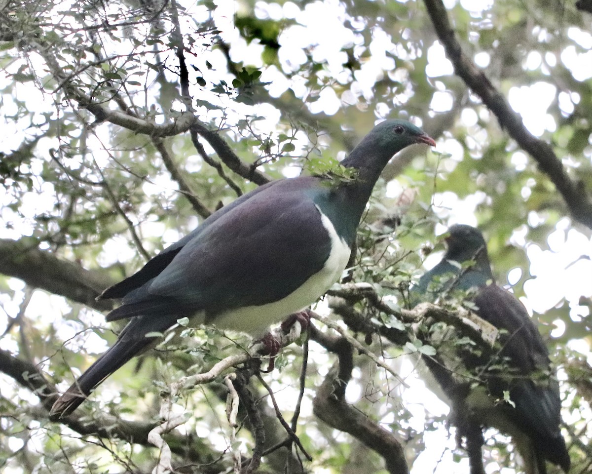 New Zealand Pigeon - ML515797721