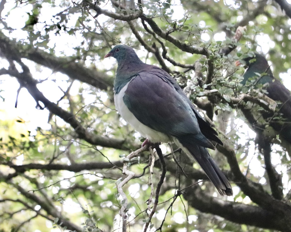 New Zealand Pigeon - ML515797731